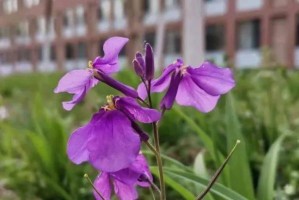 花语诚信，一朵向上的花（以百合为例，探究花语与诚信的关系）