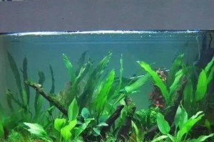 水生植物大全（探索水中世界，认识属水的植物）