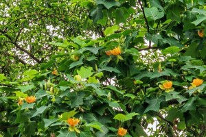 鹅掌木的开花之美（探秘鹅掌木花期及花朵特点）