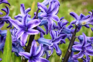 风信子花有毒吗？（揭秘风信子花的香味与危害）