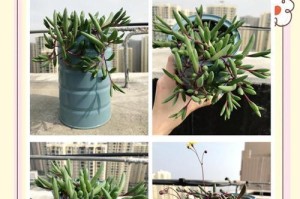 紫月多肉怎样出侧芽？（打造繁茂多肉植株的技巧与方法）