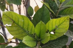 如何养护栀子花叶子不发黄（栀子花的关键营养元素及护理技巧）