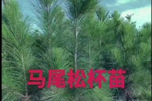 探秘栽马尾松之道（从栽培到养护，打造美丽庭院的秘密武器）