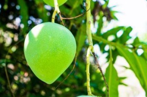 芒果生长温度与环境的关系（芒果生长温度的范围及其对生长发育的影响）