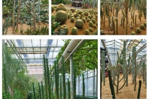 探究沙培植物的生态特征与应用（从适应性、栽培技术到资源开发，全面解析沙培植物的生存之道）