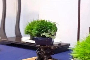 养菖蒲，招财进宝——家里养菖蒲风水的好处