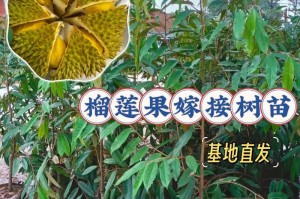 榴莲树苗北方种植指南（北方果农必看！如何成功种植榴莲树苗？）