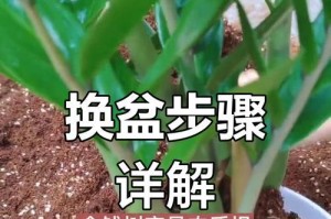 如何解决金钱树不长新根的问题（探索有效的方法让金钱树重新茁壮成长）