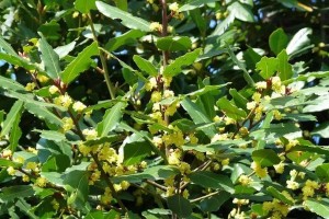 月桂花期全解析（了解月桂花开花期，让你更懂她的美）
