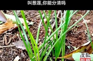 葱莲室内养殖需注意的安全问题（葱莲毒性介绍及防范措施）