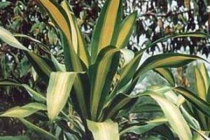 探寻巴西木的神秘面纱（揭开天门冬科植物的神秘面纱）