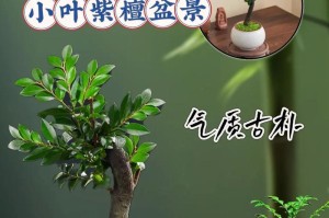 紫叶小檀盆景的扦插技巧（掌握正确的扦插方法，培育自己的紫叶小檀盆景吧！）