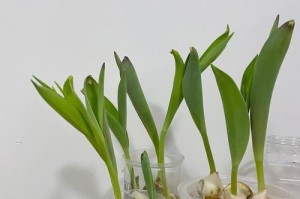 郁金香的生长过程（从种植到盛开的全过程，透视郁金香的生命力）