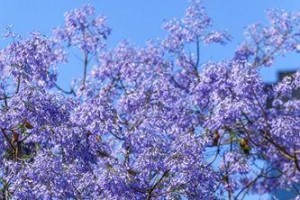 蓝花楹的花期（一年四季的蓝色盛宴）