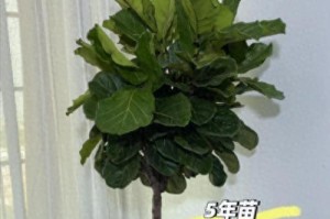 琴叶榕（生长速度快，高度不受限制的优秀观叶植物）