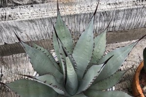 龙蛇兰种植全攻略（打造室内绿化的首选植物，种植龙蛇兰你需要知道的一切）