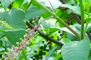 商陆——一种美丽的绿色植物（探寻商陆的起源、特点和用途）