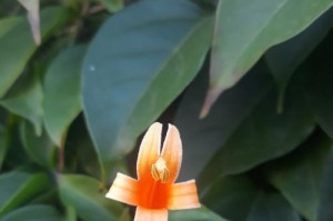 狗牙花的夏日美景（欣赏狗牙花盛放的夏日风景）