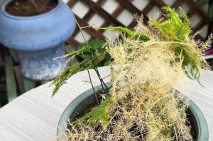观音竹为何养一年后变黄？如何处理？（解读观音竹变黄的原因与正确护理方法）