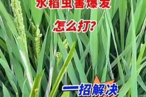 鸾尾花虫害防治指南（保护花园鸾尾免受虫害的关键方法）