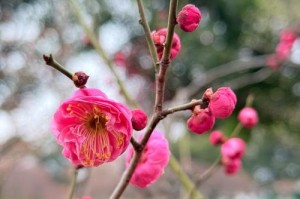 三枝梅花的养护技巧（打造美丽花坛，从三枝梅花开始）
