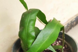 昙花叶片栽培指南（了解昙花叶片的生长环境和栽培技巧）