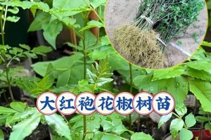 花椒修剪的最佳时间（学会正确的修剪技巧，助力花椒成长）