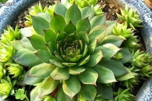 观音莲的适应性（探究其能否耐太阳晒）