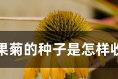 菊花种子发芽时间的详细介绍（从种子到花开，一路探寻发芽的秘密）