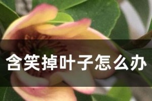 女孩如花叶般娇美的秘密（探索女孩心灵深处的神奇之美）
