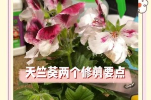 天竹葵的摘心打顶技术（掌握正确时间与方法，让天竹葵生长更健康）