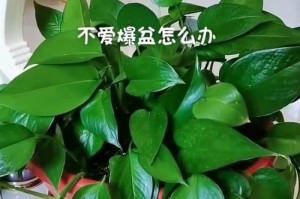 绿萝养护指南（打造健康绿色生活的关键——绿萝怎么处理）