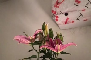 如何让百合盆栽二次开花（掌握技巧让百合盆栽绽放更多花朵）