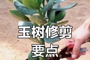 如何修剪头重的玉树——打造匀称树形的关键步骤（解决头重玉树问题，让树体更均衡，生长更健康）