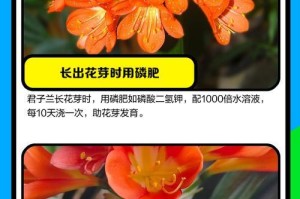 以君子兰上花肥的方法与注意事项（科学施肥，让君子兰开出更美的花朵）