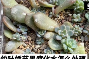 多肉黑腐化水处理方法（防止多肉植物黑腐化水的简单有效方法）