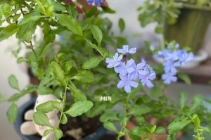 蓝雪花换盆后的浇水频率（如何掌握蓝雪花的浇水时间和量）