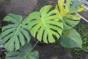 龟背竹为何越来越黄？（探究龟背竹变黄的原因及处理方法）