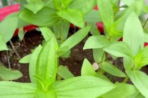 百日草养护指南（打造美丽花园的秘密武器）