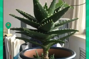 秋天养殖芦荟的方法与技巧（打造健康绿色生活，学会合理种植芦荟）