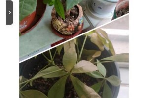 发财树叶子掉落之应对方法（保持发财树健康的关键措施及叶片掉落原因解析）