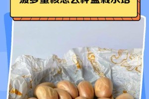 以菠萝盆栽水培生根的方法与技巧（掌握关键步骤，让菠萝盆栽快速生根成长）