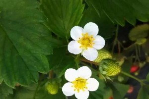 探秘草莓花的颜色（草莓花的颜色、形态及特点）
