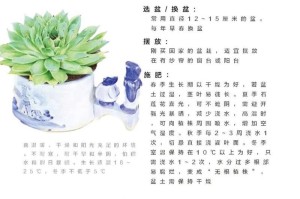 如何正确养护鲁氏石莲？（学习关于鲁氏石莲的养护技巧）