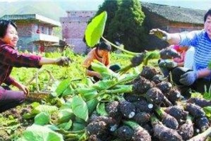 香芋成熟期详解（了解香芋的生长规律，把握最佳采收时间）