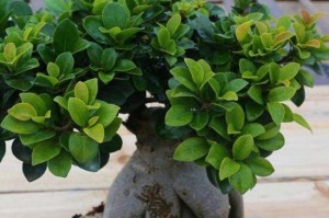 以人参榕换盆——守护生命之美（让植物焕发青春——人参榕换盆的正确方法与技巧）