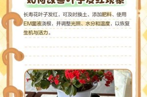 长寿花叶子掉落和卷叶的原因及解决方法（揭秘长寿花叶子掉落和卷叶的原因，教你恢复健康的秘诀）