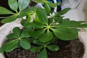冬青植物的喜阳和喜阴特点（探究冬青植物的生长习性及适应环境）