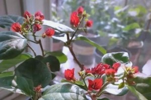 科学浇水，让三角梅绽放鲜花（掌握三角梅浇水技巧，让它健康成长）