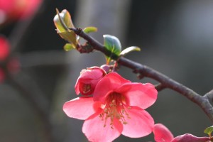 夏天红梅的科学浇水方法（健康成长的关键——水分供给）